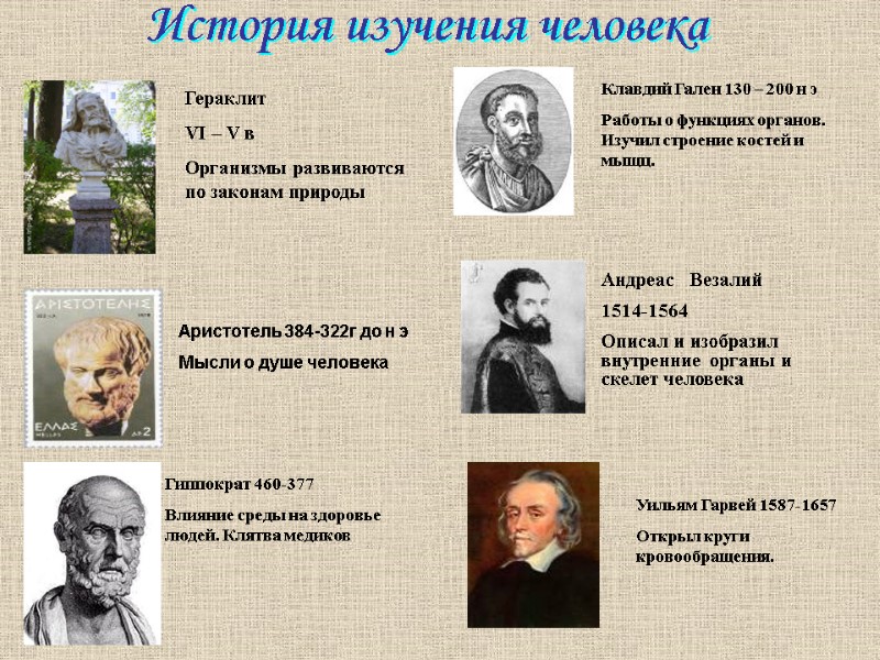 История изучения человека Гераклит  VI – V в Организмы развиваются по законам природы